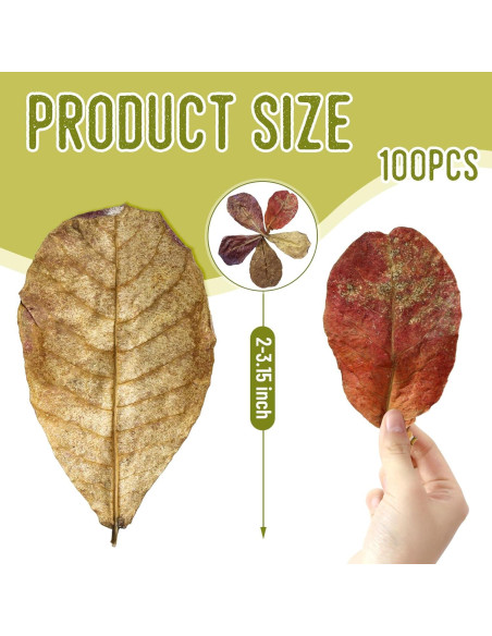100 Hojas de Catappa Naturales para Peces LeonBach 5-8 cm 100 Hojas de Catappa Naturales para Peces LeonBach 5-8 cm