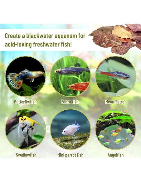 100 Hojas de Catappa Naturales para Peces LeonBach 5-8 cm 100 Hojas de Catappa Naturales para Peces LeonBach 5-8 cm