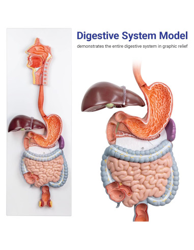 Modelo Anatómico Sistema Digestivo Humano Evotech 2 Piezas