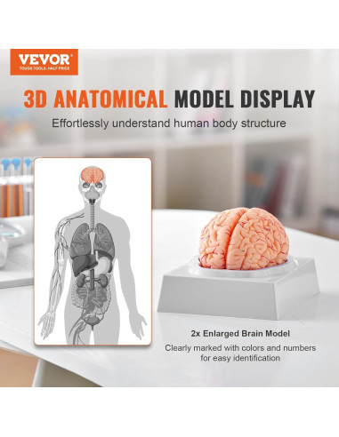 Modelo de Anatomía del Cerebro Humano VEVOR - 9 Partes Desmontables
