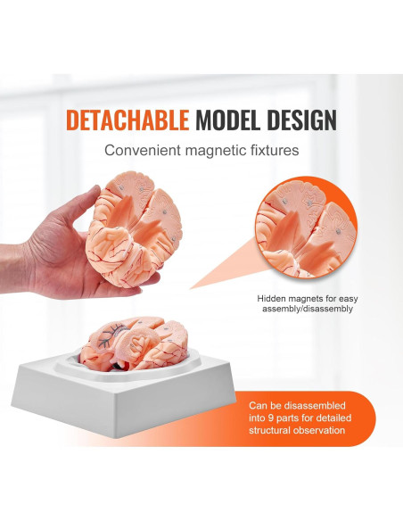 Modelo de Anatomía del Cerebro Humano VEVOR - 9 Partes Desmontables Modelo de Anatomía del Cerebro Humano VEVOR - 9 Partes Desmontables