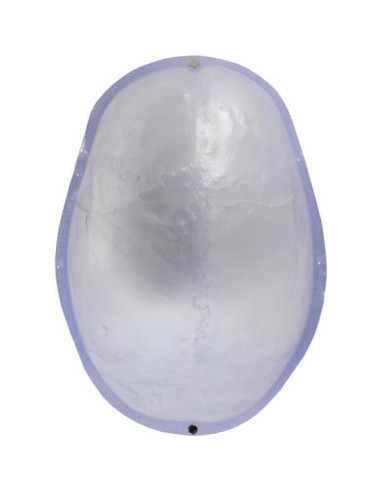 Modelo de Cráneo Humano Transparente 3 Partes Axis Scientific
