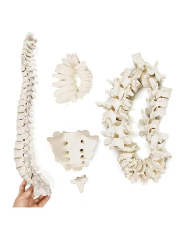 Modelo Espina Humana Disarticulada Evotech 1:1 con Sacro