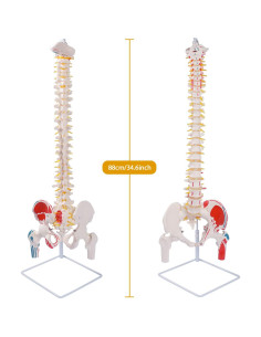 Modelo de Columna Vertebral Flexible Breesky 90 cm Anatomía 2