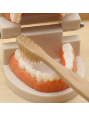 Juego de Dentista para Niños MEROCO con Dientes y Cepillo