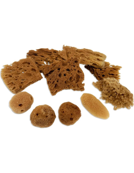 Esponjas Naturales de Mar Lullingworth 10 Piezas 5-10 cm Esponjas Naturales de Mar Lullingworth 10 Piezas 5-10 cm