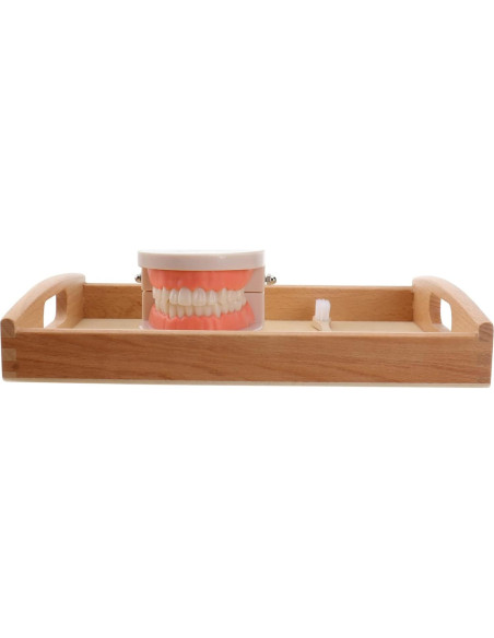 Set Montessori de Cepillado de Dientes STOBOK para Niños Set Montessori de Cepillado de Dientes STOBOK para Niños