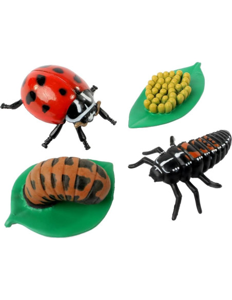 Ciclo de Vida de la Mariquita Insect Lore - 4 Figuras Educativas Ciclo de Vida de la Mariquita Insect Lore - 4 Figuras Educativas