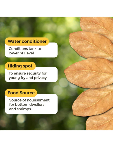 Hojas de Almendra India SunGrow para Acuarios de Camarones - 10 Pcs Hojas de Almendra India SunGrow para Acuarios de Camarones - 10 Pcs