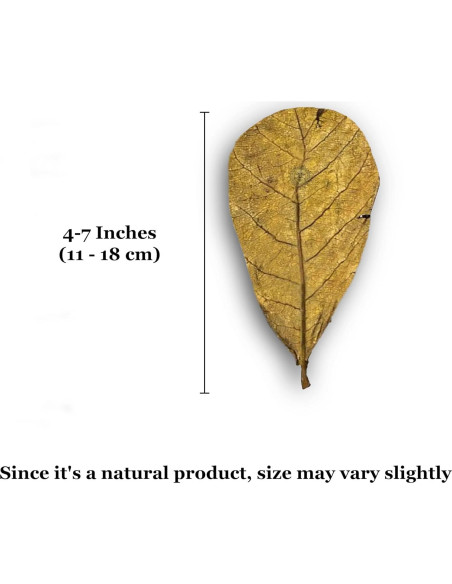 Hojas de Almendra India SunGrow para Acuarios de Camarones - 10 Pcs Hojas de Almendra India SunGrow para Acuarios de Camarones - 10 Pcs