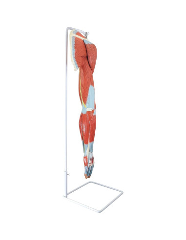 Modelo de Anatomía Muscular del Brazo Axis Scientific 8 Piezas