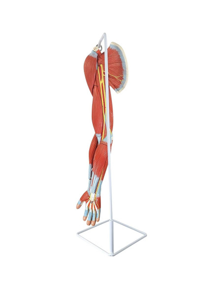 Modelo de Anatomía Muscular del Brazo Axis Scientific 8 Piezas Modelo de Anatomía Muscular del Brazo Axis Scientific 8 Piezas