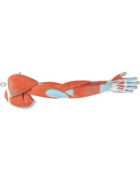Modelo de Anatomía Muscular del Brazo Axis Scientific 8 Piezas Modelo de Anatomía Muscular del Brazo Axis Scientific 8 Piezas