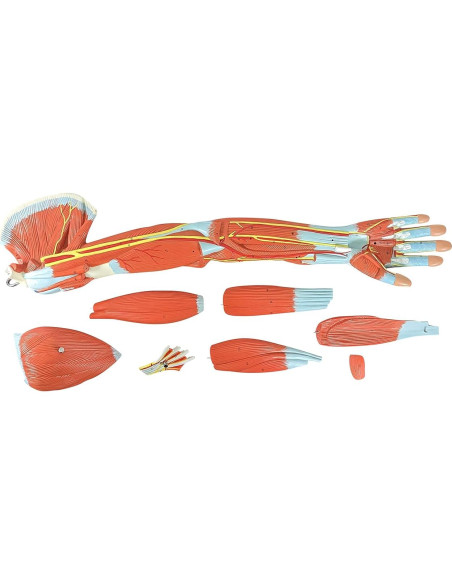 Modelo de Anatomía Muscular del Brazo Axis Scientific 8 Piezas Modelo de Anatomía Muscular del Brazo Axis Scientific 8 Piezas