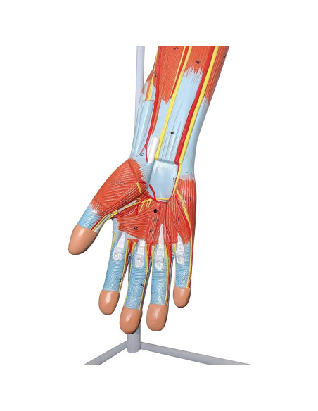Modelo de Anatomía Muscular del Brazo Axis Scientific 8 Piezas Modelo de Anatomía Muscular del Brazo Axis Scientific 8 Piezas