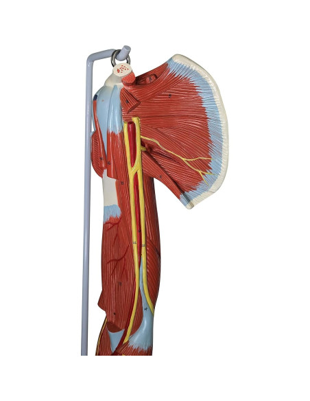 Modelo de Anatomía Muscular del Brazo Axis Scientific 8 Piezas Modelo de Anatomía Muscular del Brazo Axis Scientific 8 Piezas