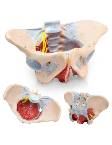 Modelo de pelvis femenina 1:1 HADWYN con músculos del suelo pélvico