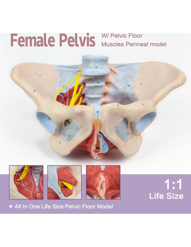 Modelo de pelvis femenina 1:1 HADWYN con músculos del suelo pélvico