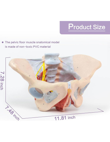 Modelo de pelvis femenina 1:1 HADWYN con músculos del suelo pélvico