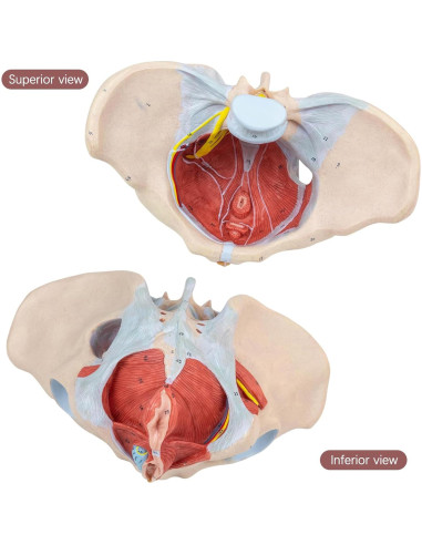 Modelo de pelvis femenina 1:1 HADWYN con músculos del suelo pélvico
