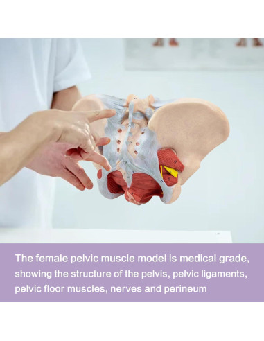 Modelo de pelvis femenina 1:1 HADWYN con músculos del suelo pélvico