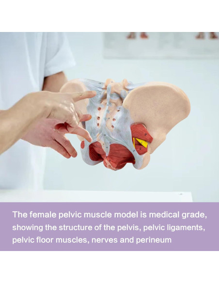 Modelo de pelvis femenina 1:1 HADWYN con músculos del suelo pélvico Modelo de pelvis femenina 1:1 HADWYN con músculos del suelo pélvico