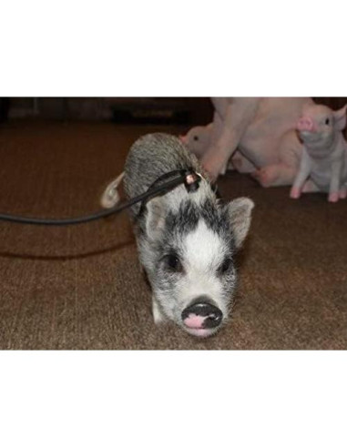 Arnés y Correa Ajustable AZ Micro Mini Pigs para Mascotas
