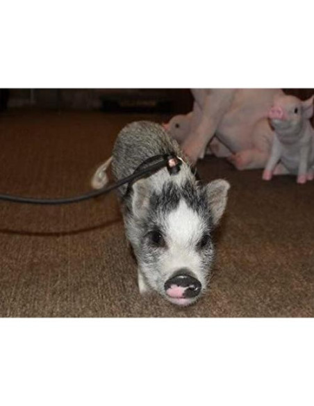 Arnés y Correa Ajustable AZ Micro Mini Pigs para Mascotas Arnés y Correa Ajustable AZ Micro Mini Pigs para Mascotas
