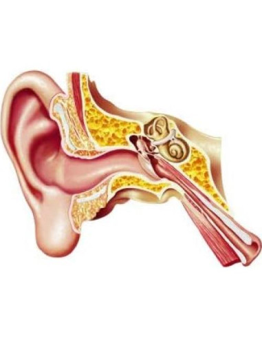 Gotas Naturales Ear OXM para Dolores de Oído e Infecciones 15 ml