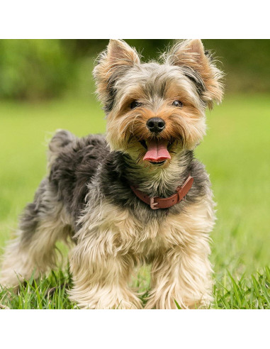 Collar de perro de cuero WHIPPY marrón XS ajustable acolchado