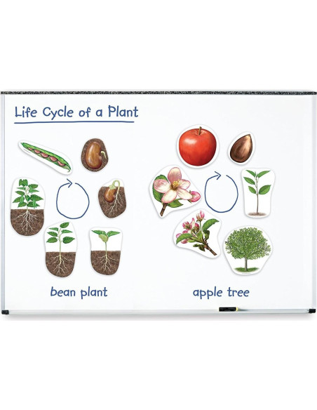 Ciclo de Vida de Plantas Magnético Gigante Learning Resources - 12 Piezas Ciclo de Vida de Plantas Magnético Gigante Learning Resources - 12 Piezas