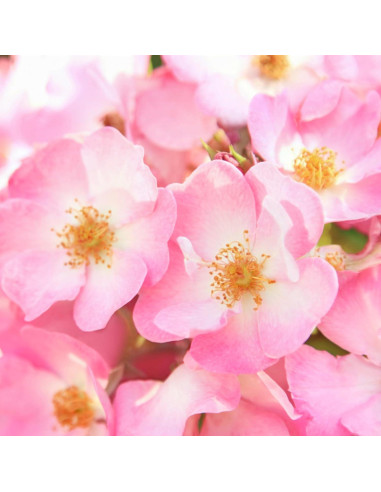Crema para los Ojos Suavizante Weleda Rosa Silvestre 9 g