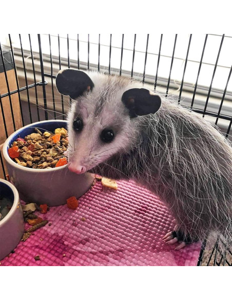 Dieta Completa para Opossum Exotic Nutrition 0.45 kg Dieta Completa para Opossum Exotic Nutrition 0.45 kg