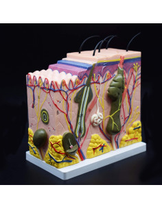 Modelo Anatómico de Piel Humana XINDAM 50X para Estudio 2