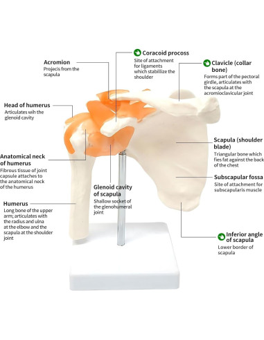 Modelo Anatómico de Articulación del Hombro Lewitools