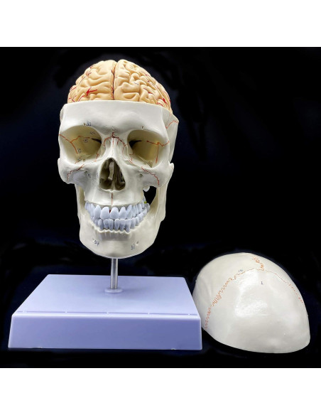 Modelo Anatómico Cráneo Humano con Cerebro y Vértebras Cervicales Modelo Anatómico Cráneo Humano con Cerebro y Vértebras Cervicales