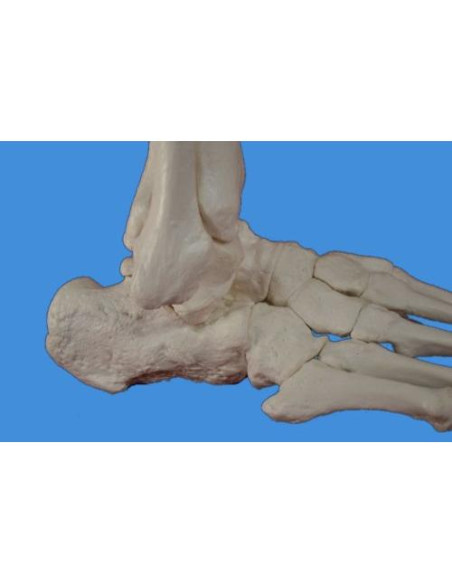 Modelo de Esqueleto Anatómico de Pie Wellden Medical, Tamaño Real Modelo de Esqueleto Anatómico de Pie Wellden Medical, Tamaño Real