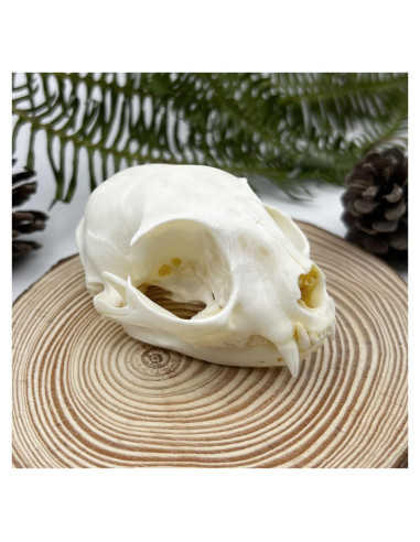 Cráneo de Gato Real - Especimen de Taxidermia iBedding