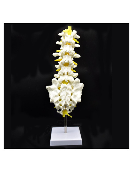 Modelo Anatómico Columna Lumbar Humana XINDAM 38.1 cm Modelo Anatómico Columna Lumbar Humana XINDAM 38.1 cm
