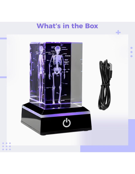 Modelo de Esqueleto Humano 3D Epicover con Base LED Colorida Modelo de Esqueleto Humano 3D Epicover con Base LED Colorida