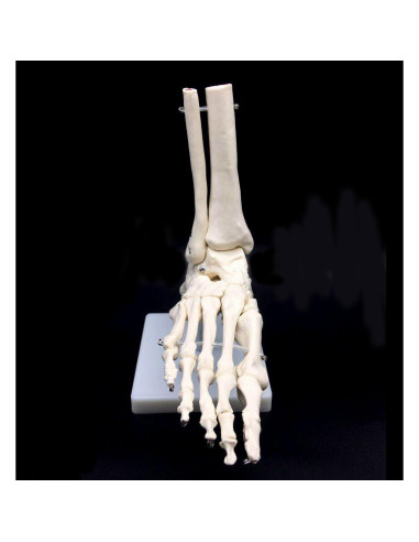 Modelo Anatómico de Esqueleto del Pie Humano XINDAM 24cm