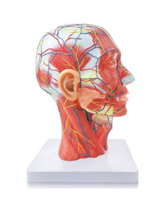 Modelo Anatómico de Cabeza Humana New Horizon 1:1 PVC 2