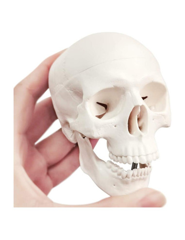 Modelo de Cráneo Humano Mini 3 Piezas EVOTECH 9.9 cm