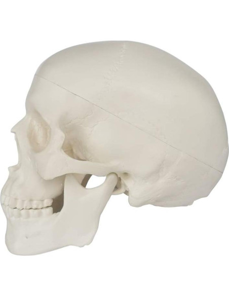 Modelo de Cráneo Humano Mini 3 Piezas EVOTECH 9.9 cm Modelo de Cráneo Humano Mini 3 Piezas EVOTECH 9.9 cm