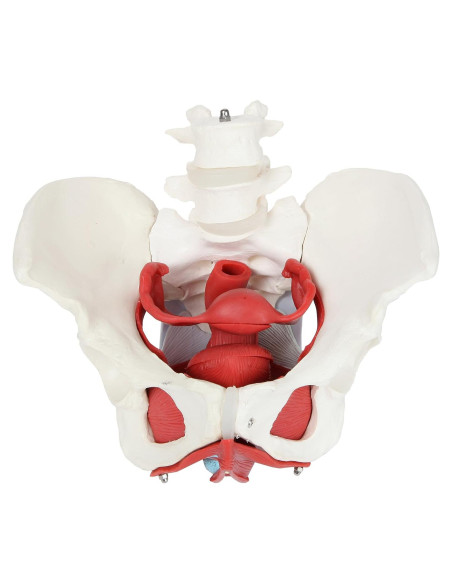 Modelo de Anatomía Pelvis Femenina Axis Scientific 6 Piezas Modelo de Anatomía Pelvis Femenina Axis Scientific 6 Piezas