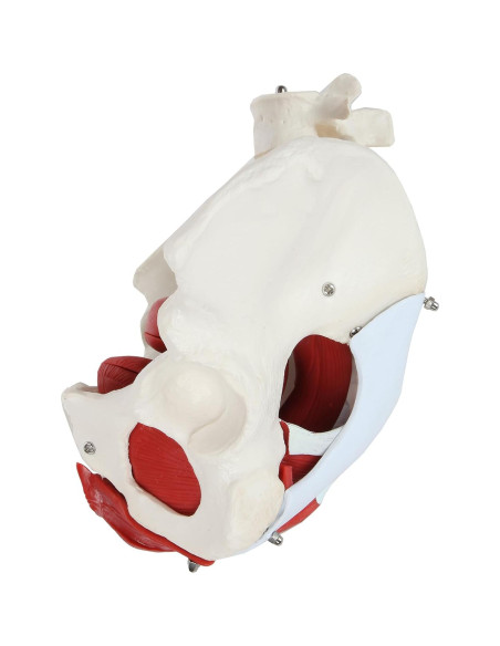 Modelo de Anatomía Pelvis Femenina Axis Scientific 6 Piezas Modelo de Anatomía Pelvis Femenina Axis Scientific 6 Piezas