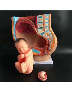 Modelo Anatómico de Pelvis Femenina Embarazo 9 Meses con Feto Removible 2