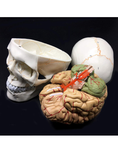 Modelo Anatómico de Cráneo Humano con Cerebro 8 Partes PVC