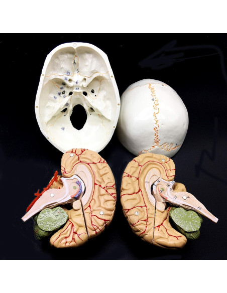 Modelo Anatómico de Cráneo Humano con Cerebro 8 Partes PVC Modelo Anatómico de Cráneo Humano con Cerebro 8 Partes PVC