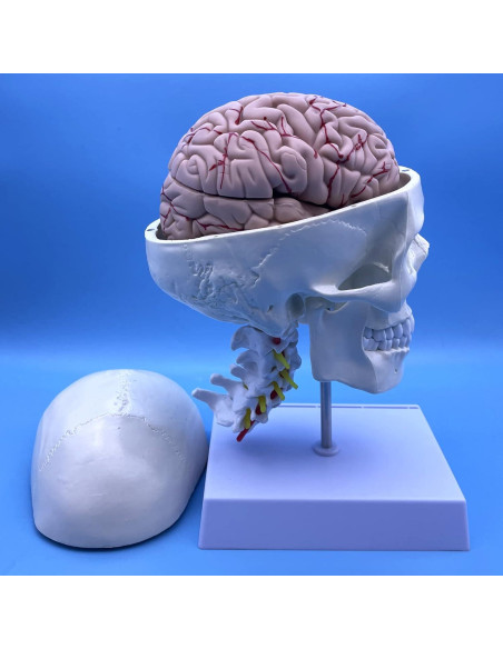 Modelo de Anatomía Cráneo Humano y Cerebro con Vértebras Cervicales Modelo de Anatomía Cráneo Humano y Cerebro con Vértebras Cervicales